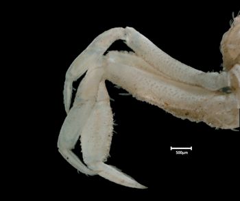 Media type: image;   Invertebrate Zoology CRU-10997 Aspect: ventral p4